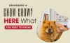 Grooming a Chow Chow Dog: All the Professional Tricks and Tips Unveiled
